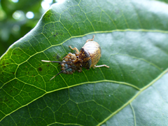 Antiteuchus sepulcralis