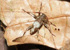 Ozineus nyssodroides