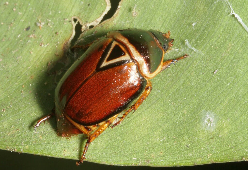 Lagochile trigona