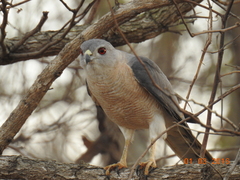 Accipiter badius