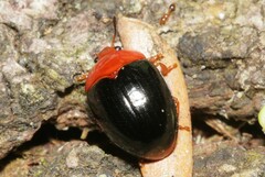 Erotylidae