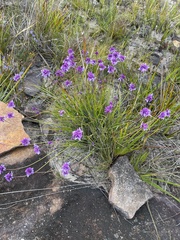 Sowerbaea juncea