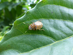 Antiteuchus sepulcralis