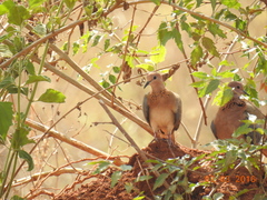 Streptopelia senegalensis