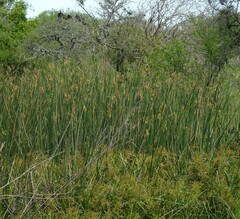 Schoenoplectus americanus