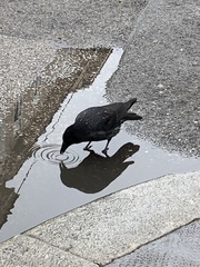 Corvus cornix × corone