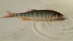 Opsaridium peringueyi