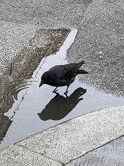 Corvus cornix × corone