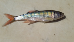 Opsaridium peringueyi