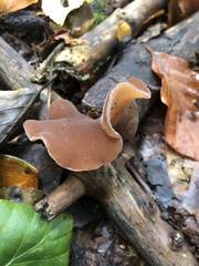 Auricularia