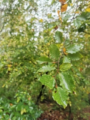 Fagus