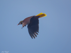 Psarocolius bifasciatus