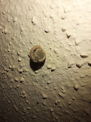 Xerotricha conspurcata