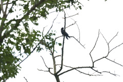 Corvus cornix × corone