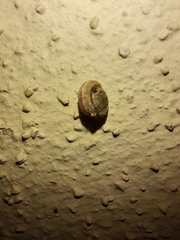 Xerotricha conspurcata