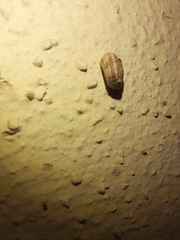 Xerotricha conspurcata