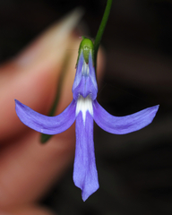 Lobelia dentata