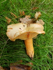 Lactarius salmonicolor