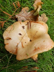 Lactarius salmonicolor
