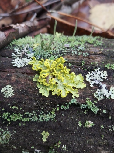 Powdered Sunshine Lichen