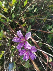 Malva