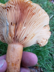 Lactarius salmonicolor