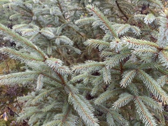 Picea mariana