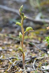 Pterostylis pusilla