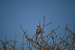 Saltator coerulescens