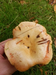 Lactarius salmonicolor