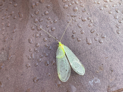 Leucochrysa insularis