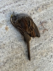 Zonotrichia albicollis