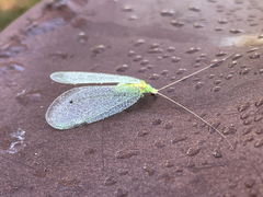 Leucochrysa insularis