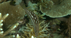 Anyperodon leucogrammicus