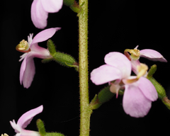 Stylidium productum