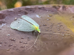 Leucochrysa insularis