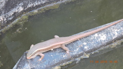 Eutropis carinata