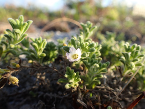 Image of Nama sandwicensis by (c) Martin Purdy, some rights reserved (CC BY)