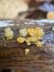Dacrymyces lacrymalis