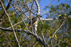 Saltator coerulescens