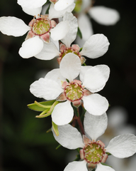 Leptospermum trinervium