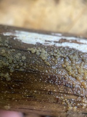 Dacrymyces lacrymalis