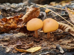 Galerina marginata
