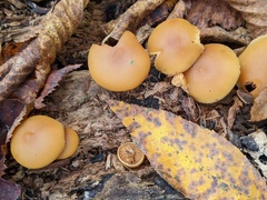 Galerina marginata