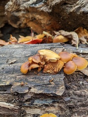 Galerina marginata