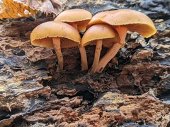 Galerina marginata