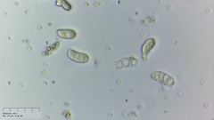 Dacrymyces lacrymalis