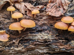 Galerina marginata