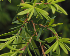 Leptospermum trinervium