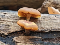 Galerina marginata